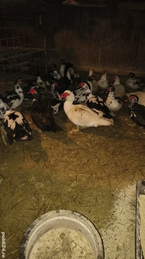 vand rațe rățoi mute - imagine 4