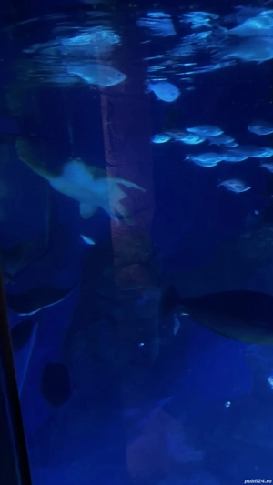 Vanzare cățel  - imagine 2