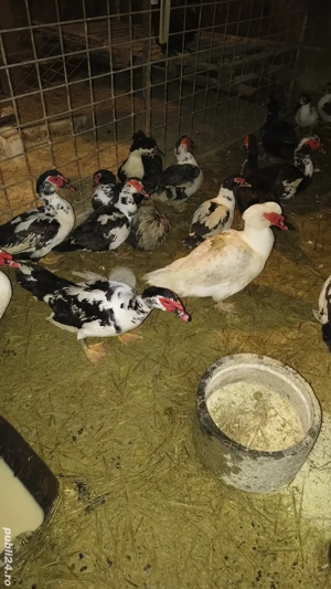 vand rațe rățoi mute - imagine 5