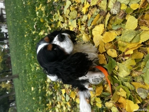 Vanzare cățel  - imagine 4