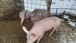 Vînd 2 scrofițe una Petrean și una Marele alb. - imagine 4