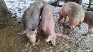 Vînd 2 scrofițe una Petrean și una Marele alb. - imagine 5