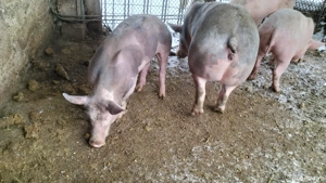 Vînd 2 scrofițe una Petrean și una Marele alb. - imagine 3