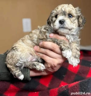 Bichon havanez fetite și baietei  800 lei - imagine 2