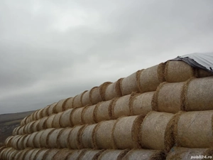 Vând 200 de baloți de 160 120  de paie cu ovăz 