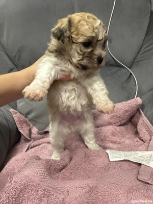 Bichon havanez fetite și baietei - imagine 3