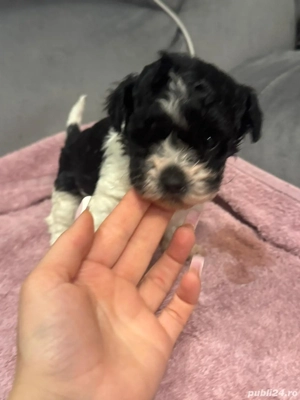 Bichon havanez fetite și baietei - imagine 4