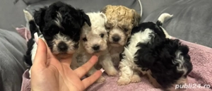 Bichon havanez fetite și baietei