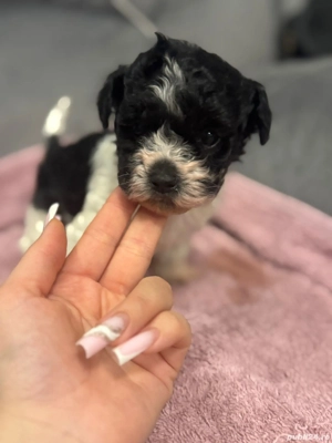 Bichon havanez fetite și baietei - imagine 2