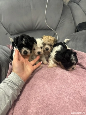 Bichon havanez fetite și baietei - imagine 5