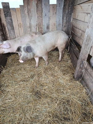 Vând vier  - imagine 2