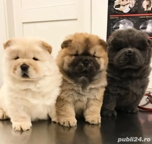 Chow Chow 