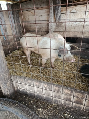 Vând vier  - imagine 4