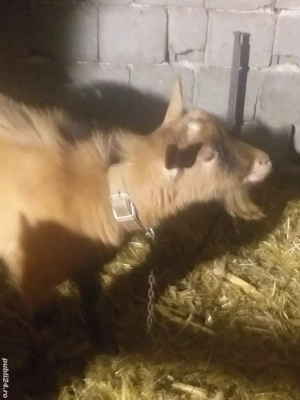 Tap de vinzare  alpina franceza  cu sanen