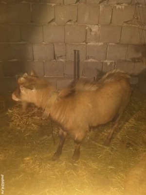 Tap de vinzare  alpina franceza  cu sanen - imagine 2