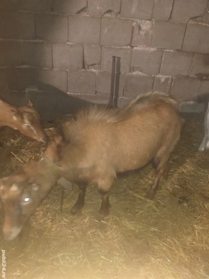 Tap de vinzare  alpina franceza  cu sanen - imagine 3