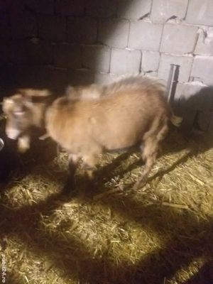 Tap de vinzare  alpina franceza  cu sanen - imagine 4