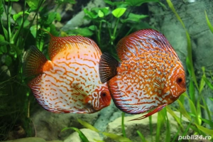 Acvarii - construcție, amenajare și mentenanță specializata. - imagine 4