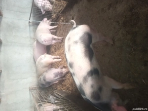 Purcei de vânzare  - imagine 3