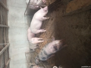 Purcei de vânzare  - imagine 4