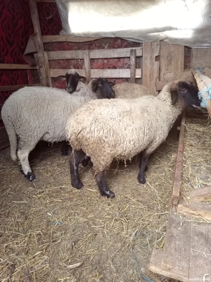 2 oi suffolk gestante 