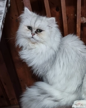 Motănel persan silver crown 