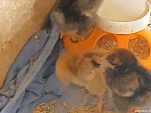 Vând 13 puișori Wyandotte  - imagine 3