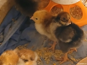 Vând 13 puișori Wyandotte  - imagine 2