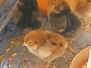 Vând 14 puișori Wyandotte 