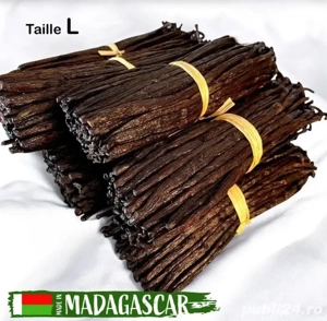 (9lei buc)50 păstăi de vanilie Bourbon  Madagascar cal. L 14-16cm