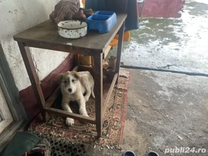 Vand pui femela  mix ciobanesc de asia centrala cu ciobanesc romanesc - imagine 5