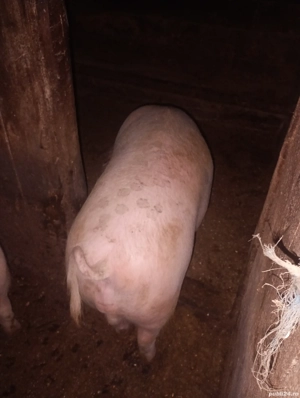 Porci albi de vânzare,metis carne cu Bazna , între1  kg,asigur cântar și trasport - imagine 3