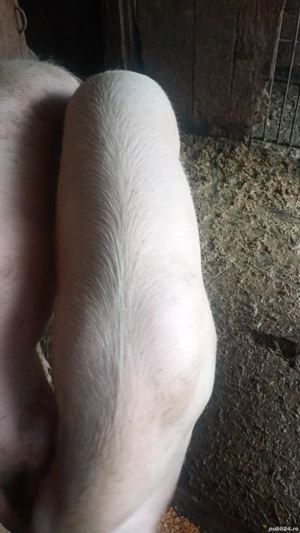 Porci albi de vânzare,metis carne cu Bazna , între1  kg,asigur cântar și trasport - imagine 2