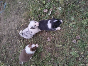 Catei border collie cu pedigree - imagine 4