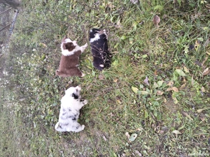 Catei border collie cu pedigree - imagine 5