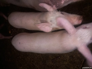 VIND purcei  - imagine 3