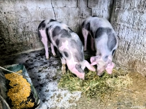 Scrofiță pietrean - imagine 4