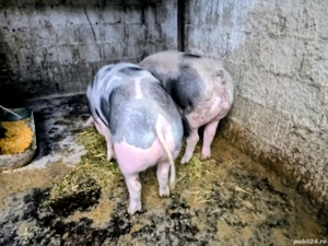 Scrofiță pietrean - imagine 2