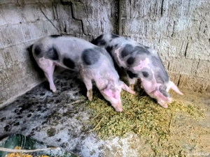 Scrofiță pietrean - imagine 5