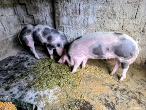 Scrofiță pietrean - imagine 3