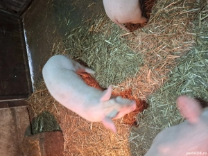 vînd purcei - imagine 5