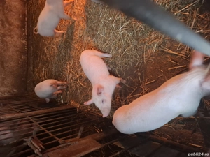 vînd purcei - imagine 2