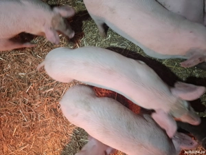 vînd purcei - imagine 3