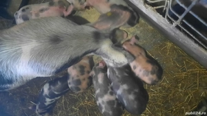 purcei de vanzare 450 negociabil  - imagine 2