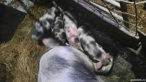 purcei de vanzare 450 negociabil 