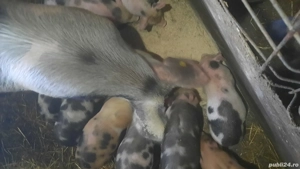 purcei de vanzare 450 negociabil  - imagine 3