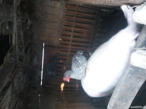 Vand scroafa gestanta - imagine 2