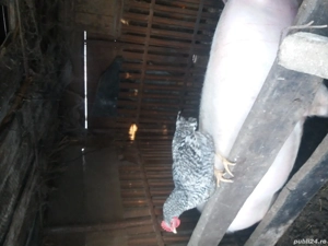 Vand scroafa gestanta