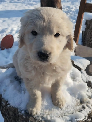 Golden retriever femela