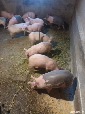 Purcei marele alb 10 saptamani, 6 masculi castrati si 4 femele - imagine 2